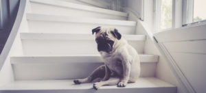 Pug on stairs