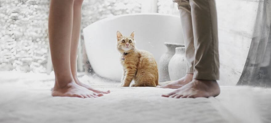 two people's feet in the snow with a cat between them